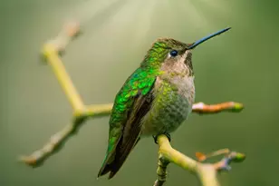 15990 Drake Rd, Guerneville, CA 95446 - Photo 79