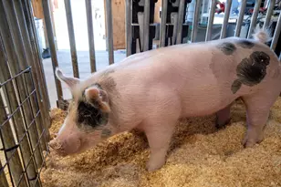 1558 Magnolia Dr, Healdsburg, CA 95448 - Photo 37