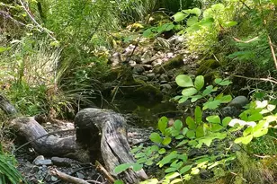 58901 Hwy 101 Hwy, Leggett, CA 95585 - Photo 3