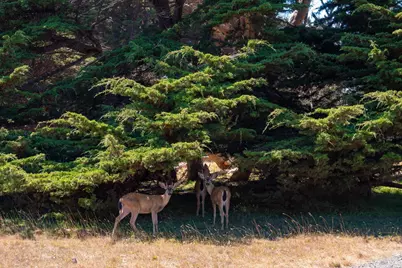 64 Whalers Reach, The Sea Ranch, CA 95497 - Photo 9