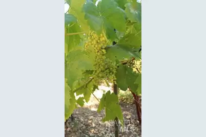 11444 Bottle Rock Road, Kelseyville, CA 95451 - Photo 13