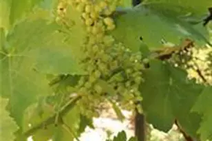 11444 Bottle Rock Rd, Kelseyville, CA 95451 - Photo 13