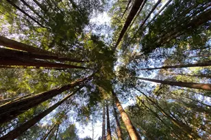 36419 E Ridge Rd, The Sea Ranch, CA 95497 - Photo 45