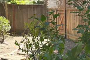 441 W 7th St, Sonoma, CA 95476 - Photo 3