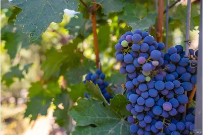 512 Meadowood Lane, Saint Helena, CA 94574 - Photo 91