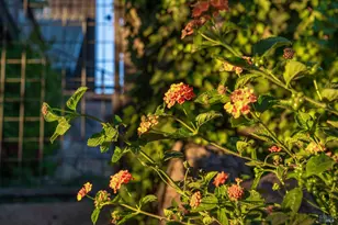 512 Meadowood Ln, Saint Helena, CA 94574 - Photo 69