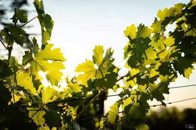 316 Wall Road, Napa, CA 94558 - Photo 5