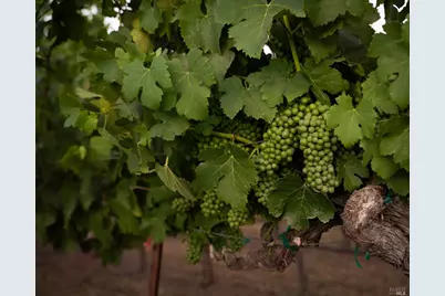 3231 Soda Canyon Road, Napa, CA 94558 - Photo 7