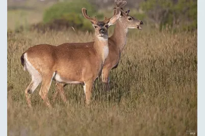 68 Black Point, The Sea Ranch, CA 95497 - Photo 15