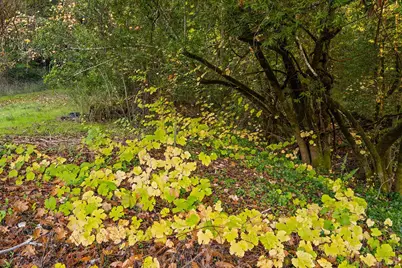 1194 Felta Road, Healdsburg, CA 95448 - Photo 51