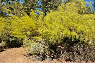 3700 Deer Meadow Ln, Occidental, CA 95465 - Photo 41