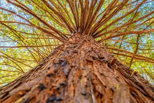 17900 Appian Way, Navarro, CA 95463 - Photo 57