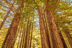 17900 Appian Way, Navarro, CA 95463 - Photo 59