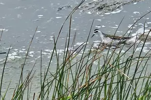 145 Bean Ave, Bodega Bay, CA 94923 - Photo 3