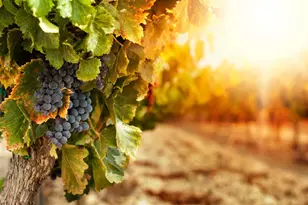 2626 Rockville Rd, Fairfield, CA 94534 - Photo 19