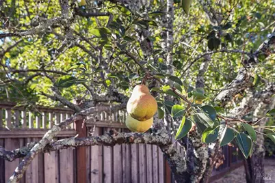 421 Tee Drive, Healdsburg, CA 95448 - Photo 37