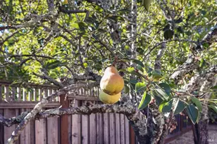 421 Tee Dr, Healdsburg, CA 95448 - Photo 37