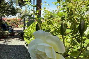 1576 Milton Rd, Napa, CA 94559 - Photo 37