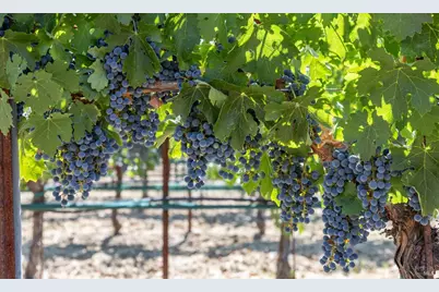 1650 Aetna Springs Lane, Pope Valley, CA 94567 - Photo 49