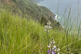 316 Constellation Ct, The Sea Ranch, CA 95497 - Photo 35