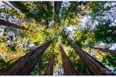 711 Alta Vista Road, Mill Valley, CA 94941 - Photo 71