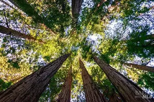 711 Alta Vista Rd, Mill Valley, CA 94941 - Photo 71