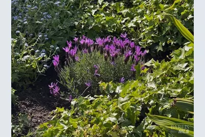 711 Alta Vista Road, Mill Valley, CA 94941 - Photo 73