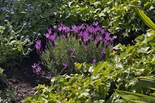 711 Alta Vista Rd, Mill Valley, CA 94941 - Photo 73