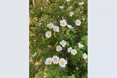 644 Piezzi Road, Santa Rosa, CA 95401 - Photo 49