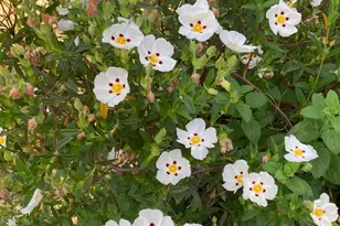 644 Piezzi Rd, Santa Rosa, CA 95401 - Photo 49