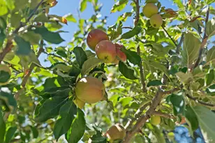 644 Piezzi Rd, Santa Rosa, CA 95401 - Photo 39