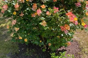 644 Piezzi Rd, Santa Rosa, CA 95401 - Photo 51