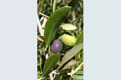 7871 Butts Canyon Road, Pope Valley, CA 94567 - Photo 31