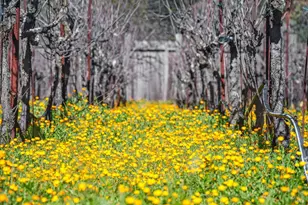 1795 Lovall Valley Rd, Sonoma, CA 95476 - Photo 39