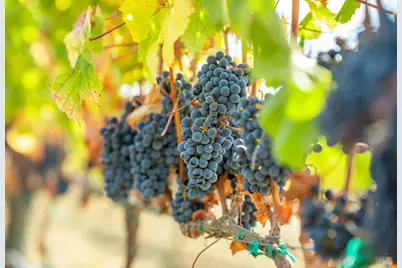 3800 Jameson Canyon Road, Napa, CA 94558 - Photo 5