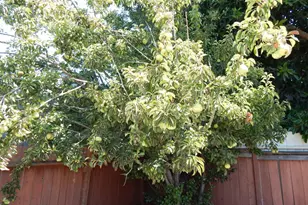 2854 16th St, San Pablo, CA 94806 - Photo 25