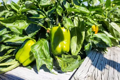 497 Laguna Vista Road, Santa Rosa, CA 95401 - Photo 37