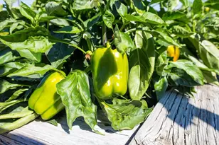 497 Laguna Vista Rd, Santa Rosa, CA 95401 - Photo 37