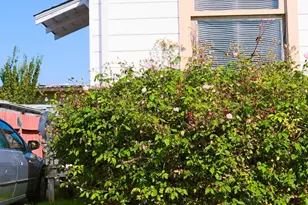 1156 64th St, Oakland, CA 94608 - Photo 21