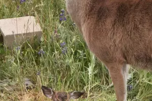 6 Blackwood Ct, Napa, CA 94558 - Photo 69