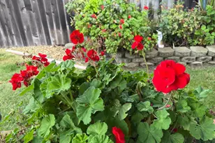 221 Livingston Ave, Vacaville, CA 95687 - Photo 77