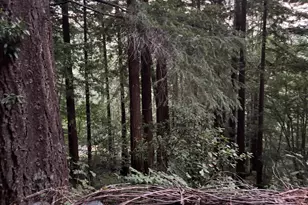 11 Huckleberry Heights, Cazadero, CA 95421 - Photo 43