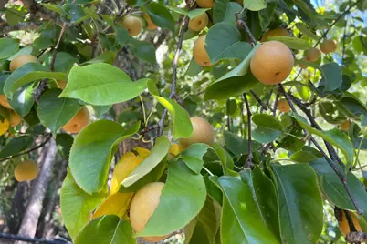 12195 Fiori Lane, Sebastopol, CA 95472 - Photo 71