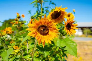 2183 Live Oak Farm Ln, Petaluma, CA 94952 - Photo 31