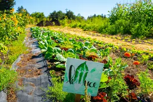 2183 Live Oak Farm Ln, Petaluma, CA 94952 - Photo 33