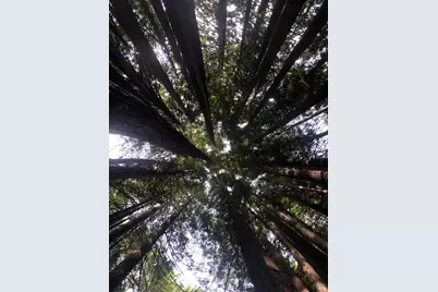 338 Westerly Court, The Sea Ranch, CA 95497 - Photo 17