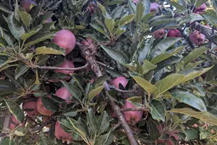 25922 Tucker Ln, Willits, CA 95490 - Photo 39