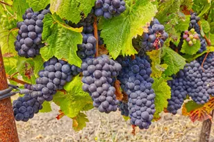 1450 Stage Gulch Rd, Petaluma, CA 94954 - Photo 15