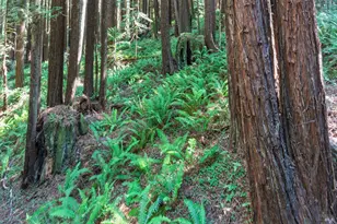 1101 River Beach Rd, The Sea Ranch, CA 95497 - Photo 29