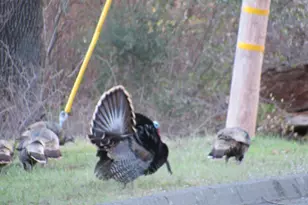 314 Lariat Dr, Pope Valley, CA 94567 - Photo 53